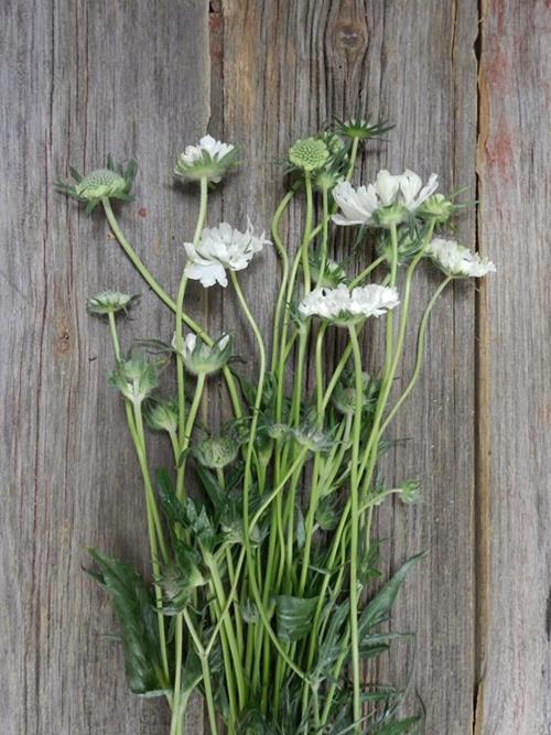 CAUCASIA WHITE SCABIOSA